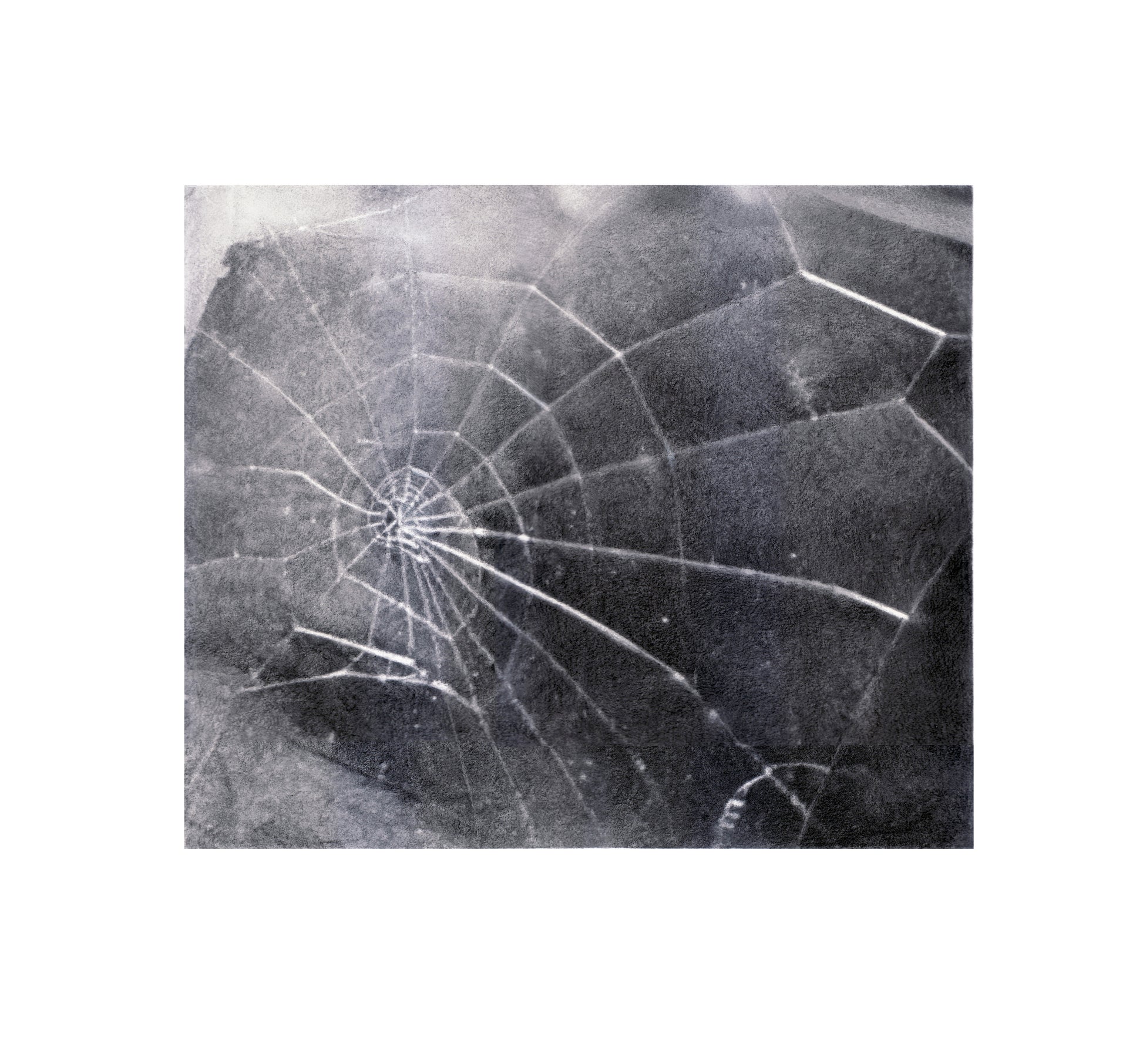 Spider Web by Vija Celmins, a print showcasing a detailed spider web against a textured background in various monochrome shades. The delicate light shaded web strands contrast sharply with the darker blurry surroundings.