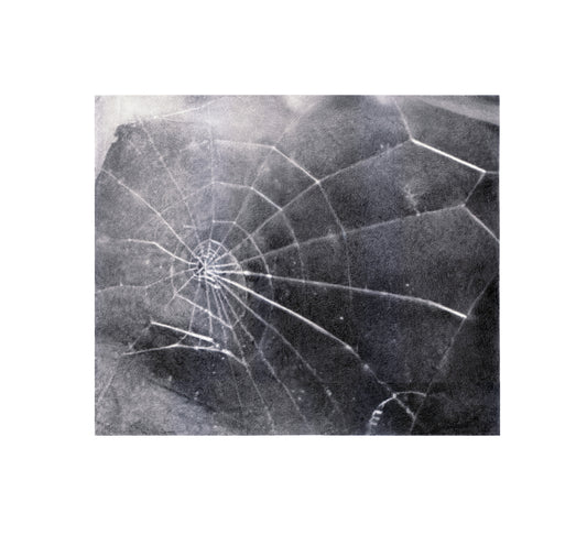 Spider Web by Vija Celmins, a print showcasing a detailed spider web against a textured background in various monochrome shades. The delicate light shaded web strands contrast sharply with the darker blurry surroundings.
